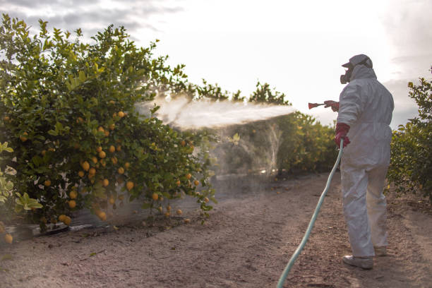 Wasp Removal Services in Robinwood, MD