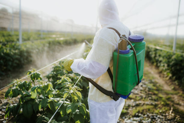 Best Bed Bug Extermination  in Robinwood, MD